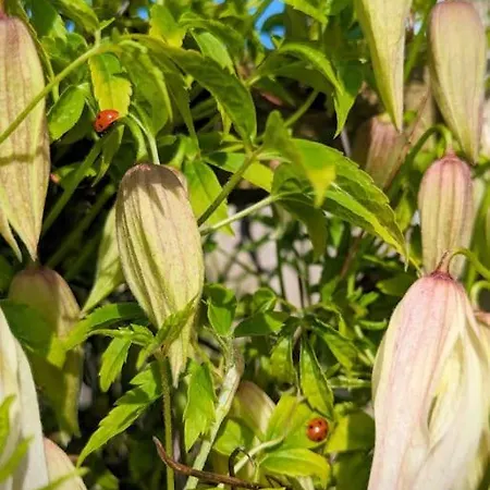 Luxury 18th Century Stone Built * Bentham